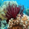 Australia's Great Barrier Reef