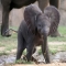 Baby Elephant