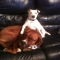 *My Dogs Rippy and Bailey