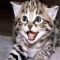 Whiskers on Kittens - My Favourite Things