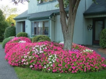 5 top plants for lazy gardeners - Great Gardening Ideas