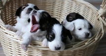 A Basket Full of Puppies - Adorable Dog Pics