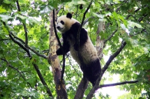 A nice weekend spend with Pandas - Panda