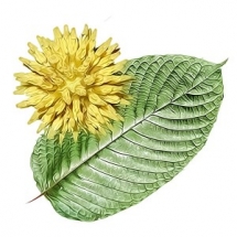 Alkaloids responsible in Kratom - Options for Kratom  