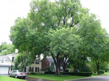 American Elm - Trees