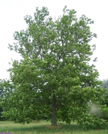 American Sycamore Tree - Trees