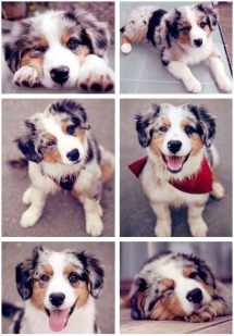 Australian Shepherd puppy - A Dogs Life