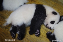 Baby panda is so cute, love him so much - Panda