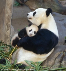 Baby panda with it's mother - Animals