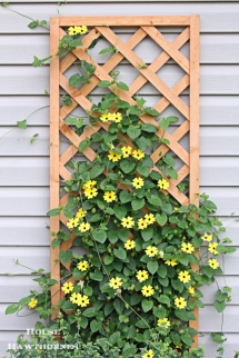 Back-Eyed Susan Vines - Great Gardening Ideas
