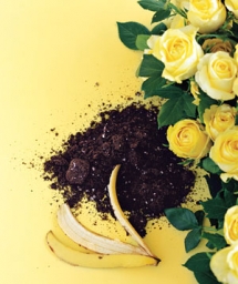Banana Peel as Rose Fertilizer - Garden Ideas and Tips
