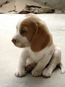 Beagle Puppy - Adorable Dog Pics