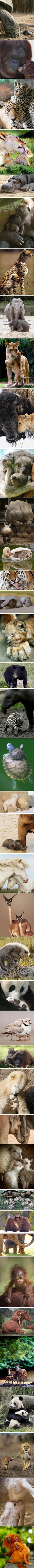 Beautiful Mamas and their babies. - Adorable Animal Pictures