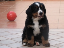 Bernese Mountain Dog puppy - Adorable Dog Pics