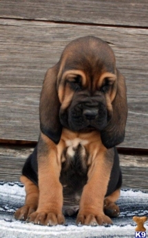Bloodhound Puppy - Adorable Dog Pics