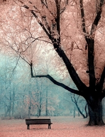 Blossoms - Fantastic Photography 