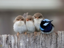 One of these things is not like the others - Cute animals