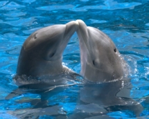 Dolphin Kiss - Pictures