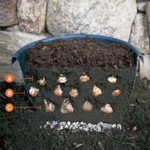 "Sandwich" Bulbs for Six Weeks of Blooms - Garden Ideas and Tips