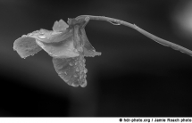 black and white flowers - Black and White Photos