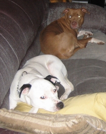 Snoopy and Havick - Dogs