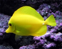 fish - Animals-Fish