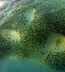 Sharks surrounded by a large school of fish - Fantastic Photography 