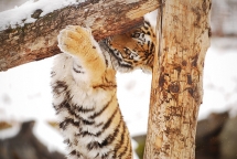Tiger - Nature & Animals