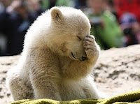 he he he! So darn Cute! - The Arctic!