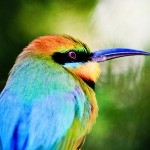 Bird - Pictures
