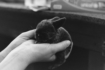 Little Bunny - Nature & Animals