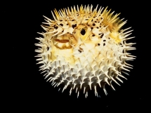 Pufferfish - Animals-Fish