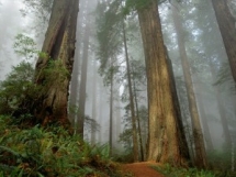 Tree's - Mother Nature in all her glory!