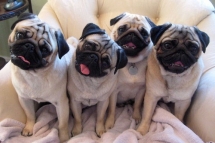 Pug Head Tilt - Pugs