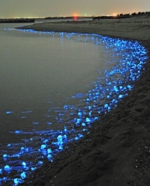Glowing Firefly Squid - Just cause