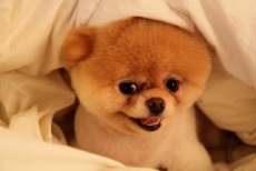 Cute dog photo - Adorable Dog Pics