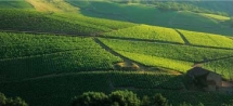 Beaujolais - Wine