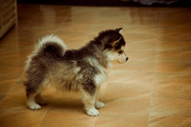 So fluffy! - Cute animals