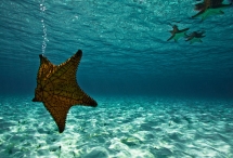 Starfish - Nature & Animals
