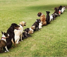 Who's holding up the line? - Dogs