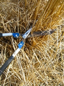 How and when to cut back ornamental grasses - Spring garden prep