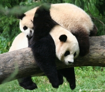 Sweet Panda Dreams - Nature & Animals