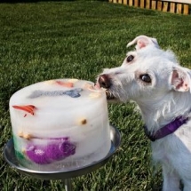 Ice Lick - Dog fun