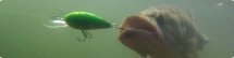Bomber Lures - Websites