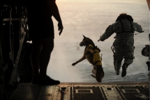 Dog Paratrooper - Man's best friend