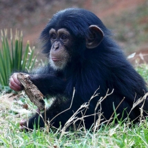 Monkey - Cute Animals