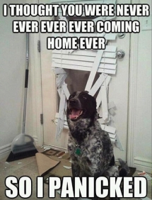 Funny - Funny Things