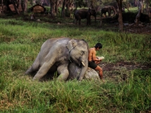 Best Friends - Cute animals