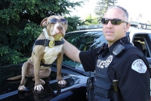 Meet Shaka The Police Pit Bull - Dogs