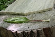 Wild leek (ramp) pickling recipe - Anything Wild